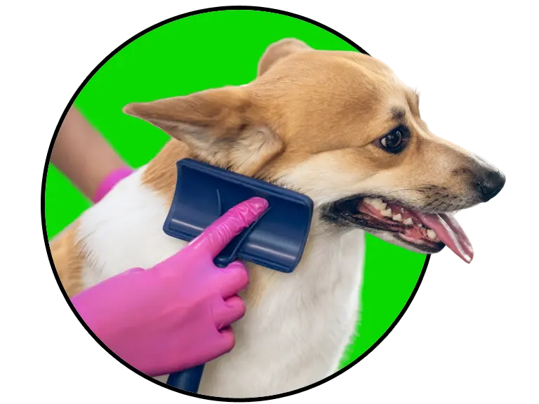 grooming process